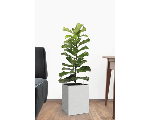 Cubico Stone plantenbak met plantenbak, kunststof, 27 x 27 x 42 cm, wit