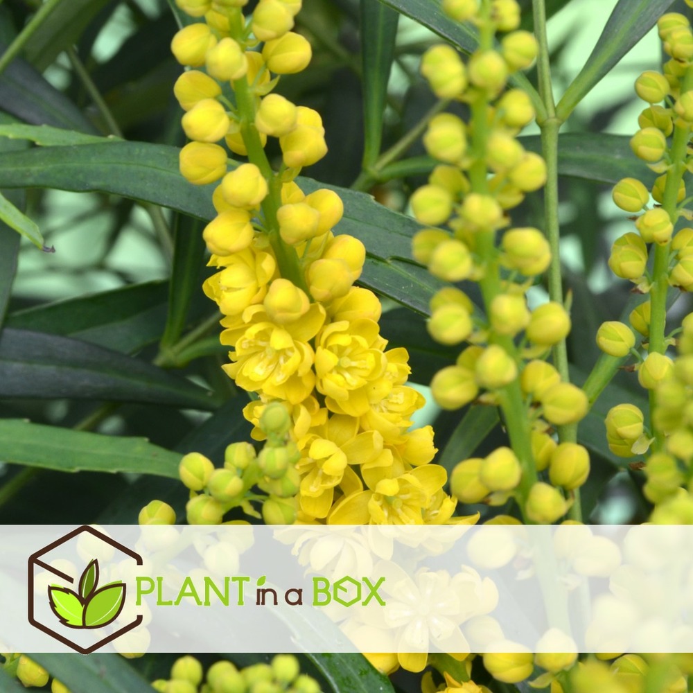 Mahonia soft caress - set de 4 - rustique -12°c - pot 13cm - hauteur 30-40cm