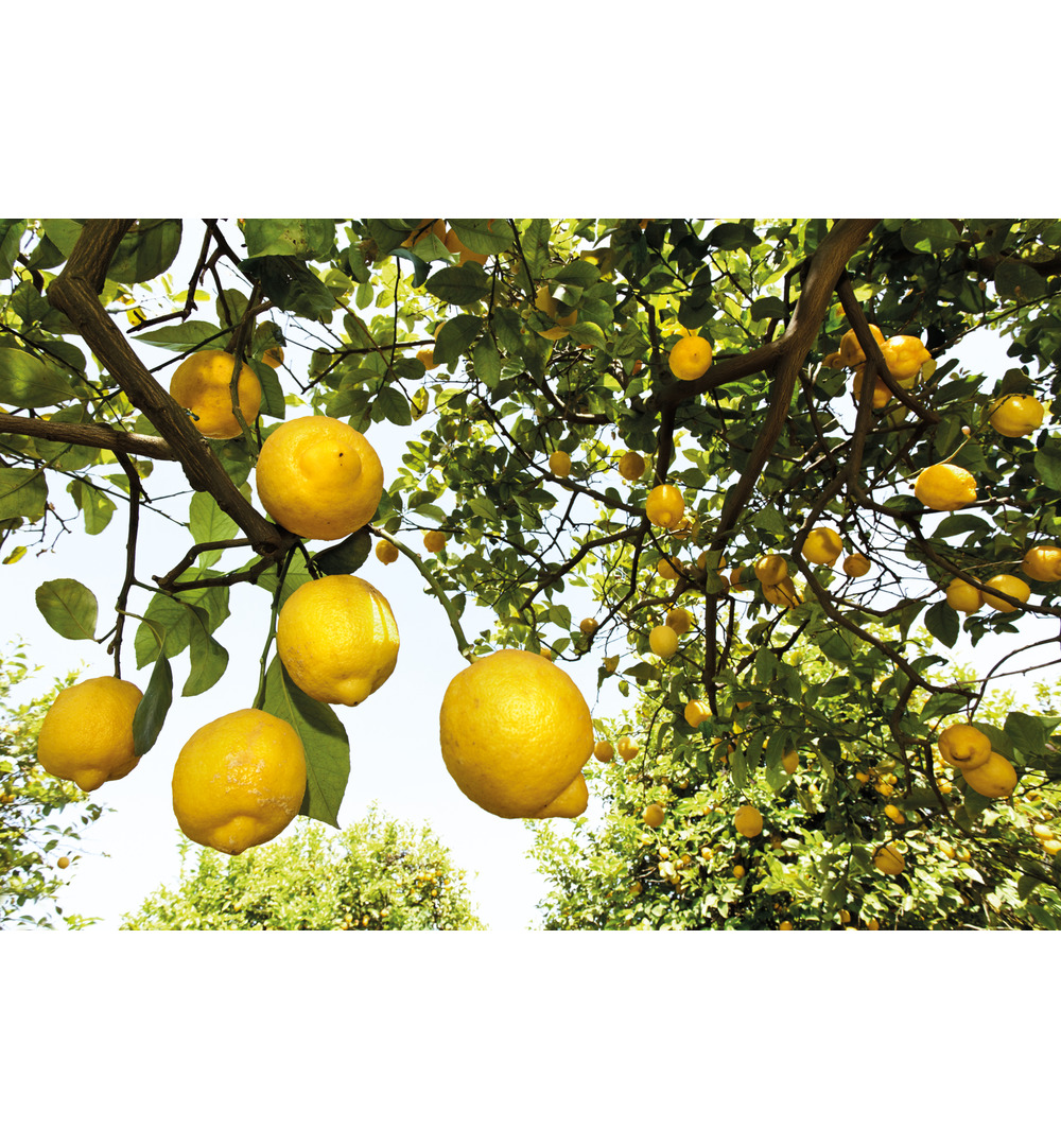 WELEDA Citrus hand en nagel creme (50 ml)