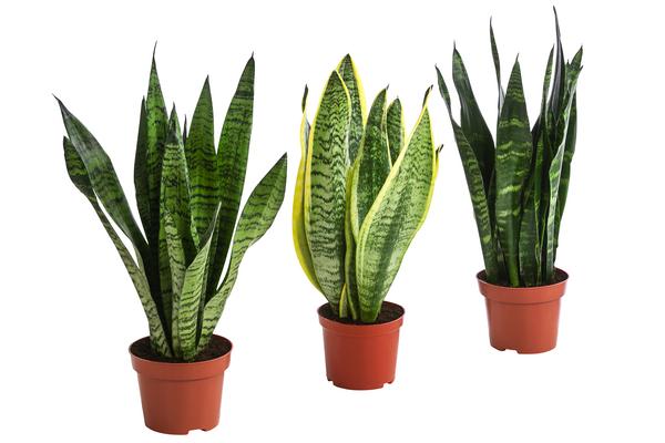 Zimmerpflanzen-Set I Will Survive, 3-teilig