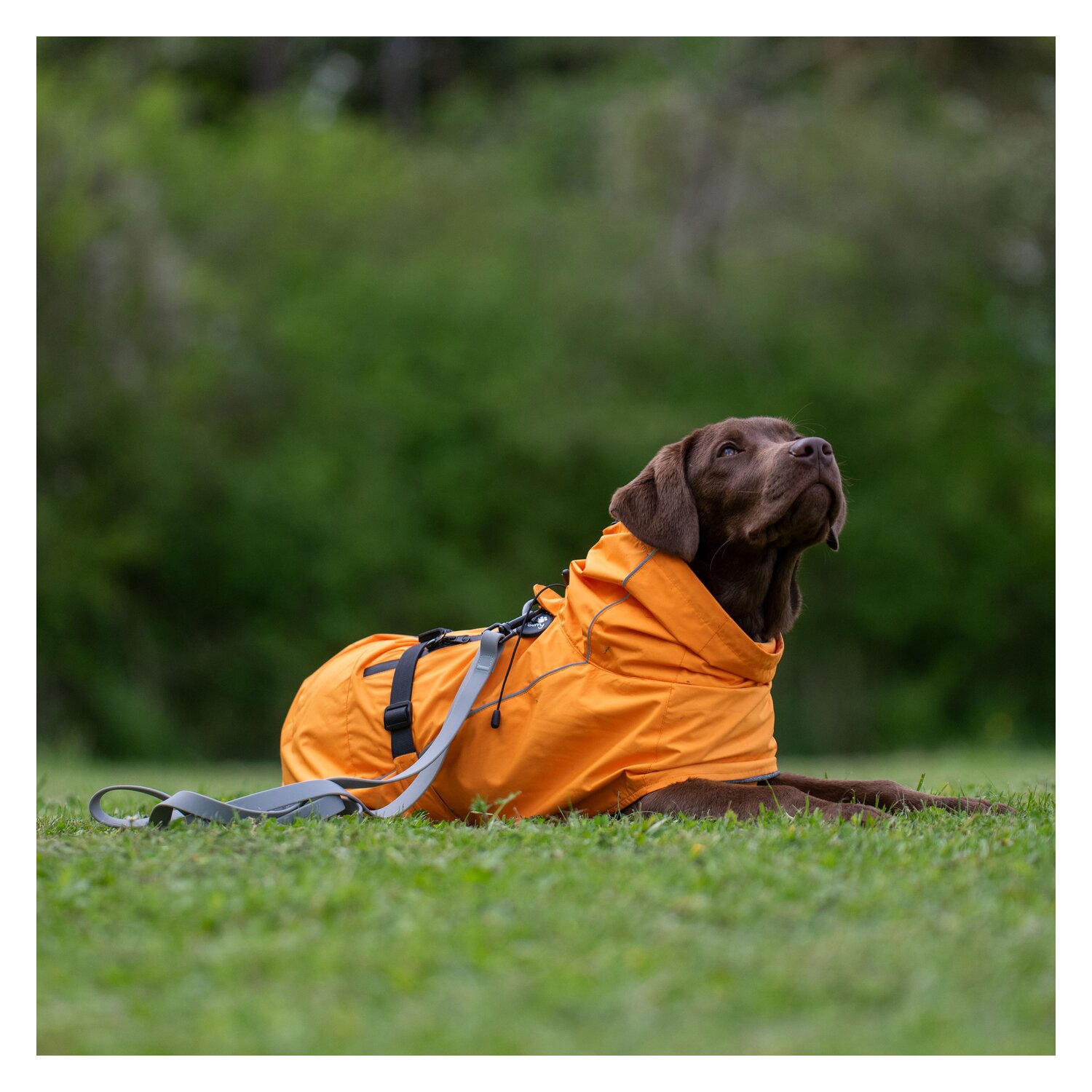 pawberry Hunde-Regenmantel Pleven  - orange