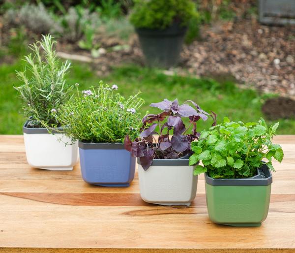 Gusta Garden Kräutertopf Herbs Buddy, ca.