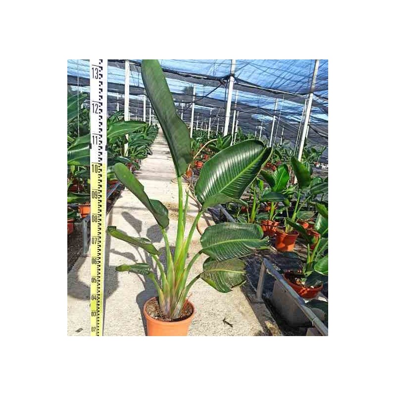 Strelitzia augusta ou strelitzia alba (oiseaux du paradis géant) blanc et bleu - taille pot 65l - plusieurs pieds - 150/175cmcm