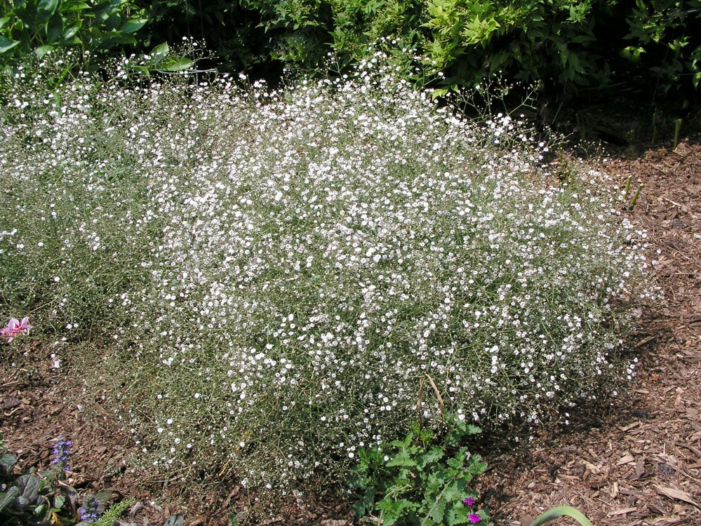 Gipskruid (Gypsophila paniculata) D 11 H 10 cm