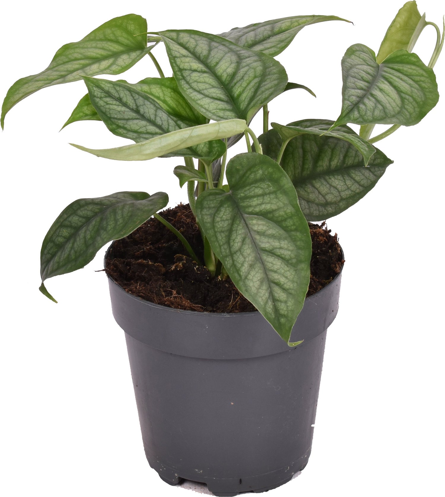 Gatenplant (Monstera siltepecana) D 12 H 20 cm