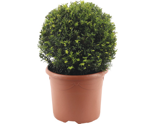 Taxusbol FloraSelf Taxus baccata Ø ca. 32 cm Co 7.5 L