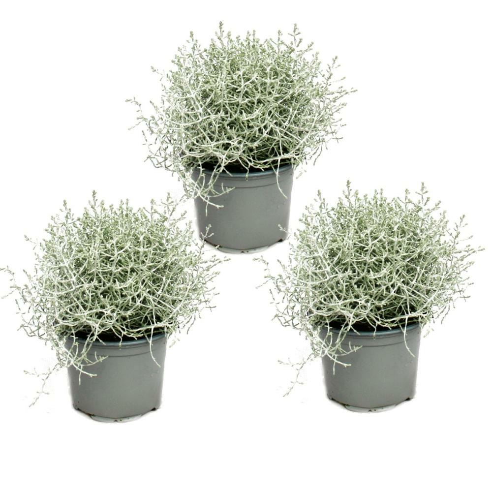 Plante en fil de fer barbelé - fil d'argent - calocephalus brownii - set de 3 plantes - pot 12cm