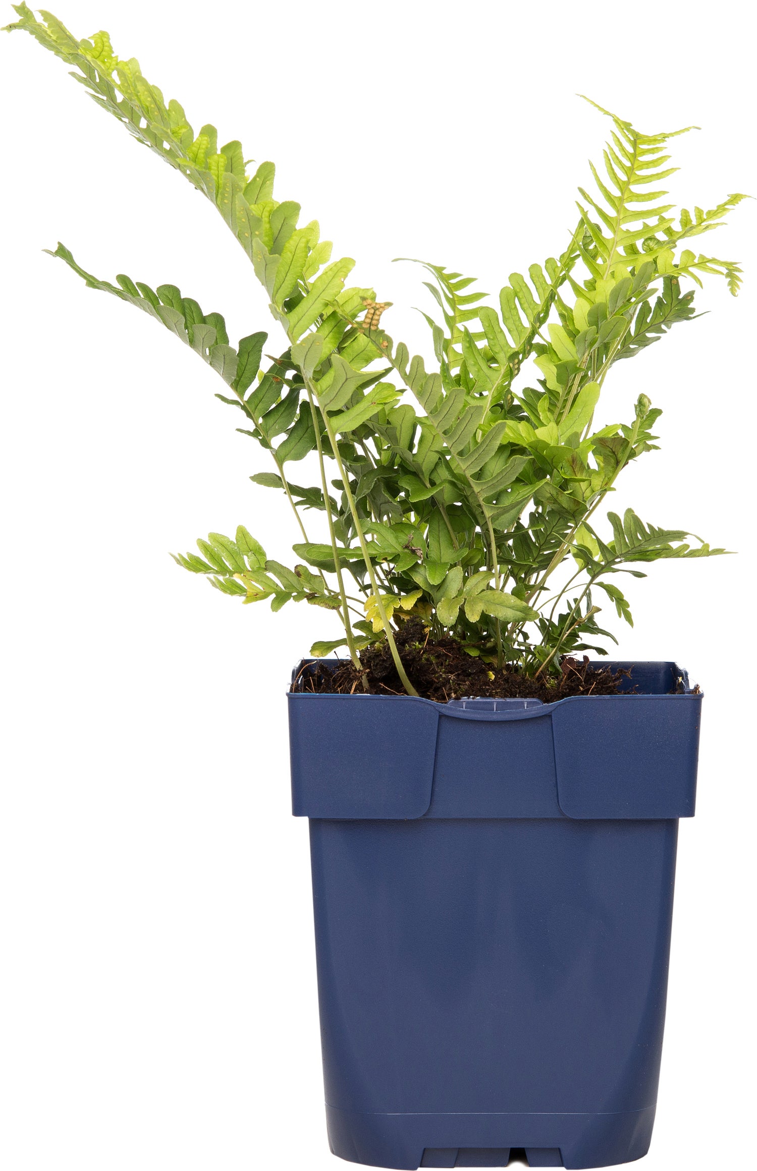 Gewone eikvaren (Polypodium vulgare) D 11 H 10 cm