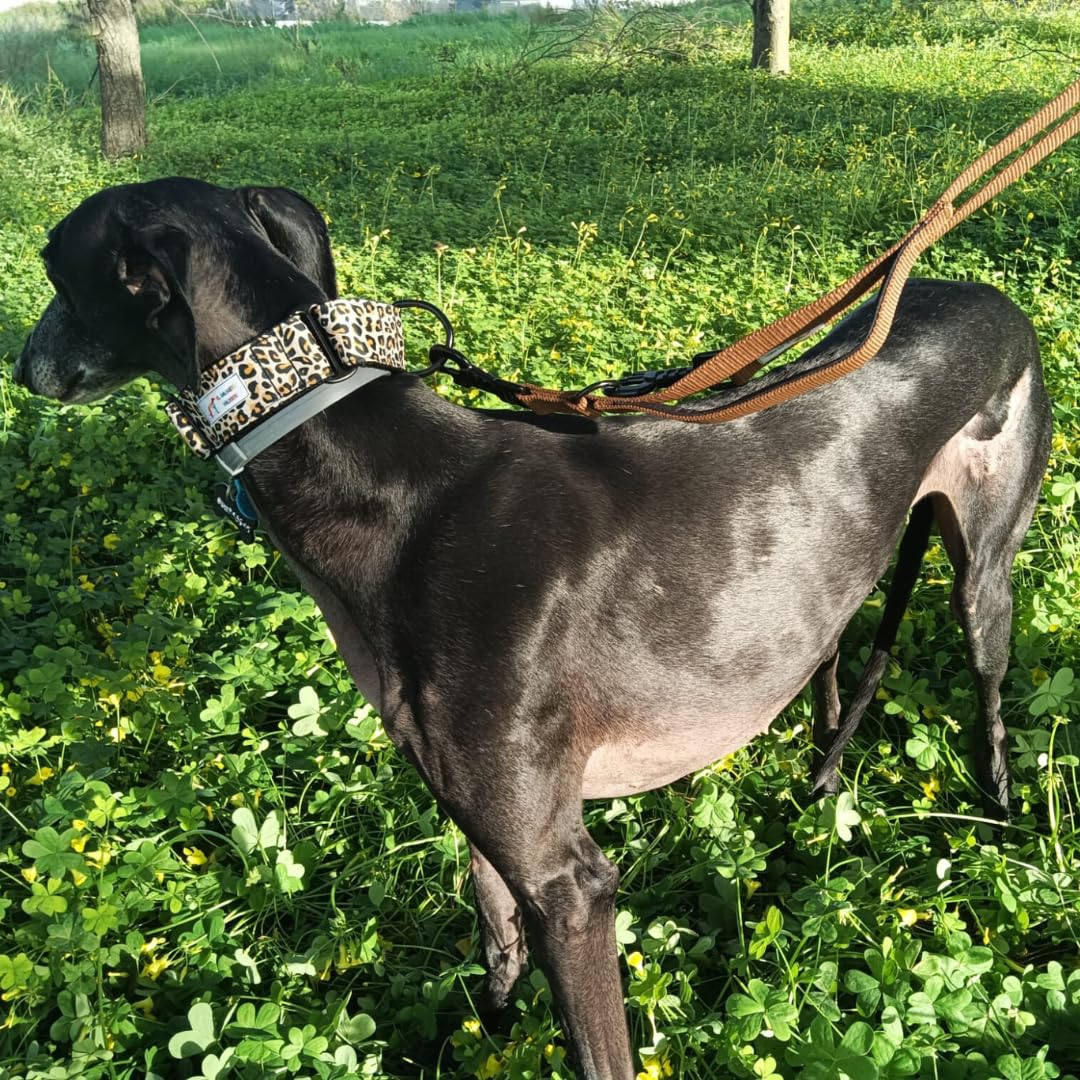 EGV - Coleira Martingale de 4 cm de largura, coleira para galgo feita à mão na Espanha (estampa de leopardo)