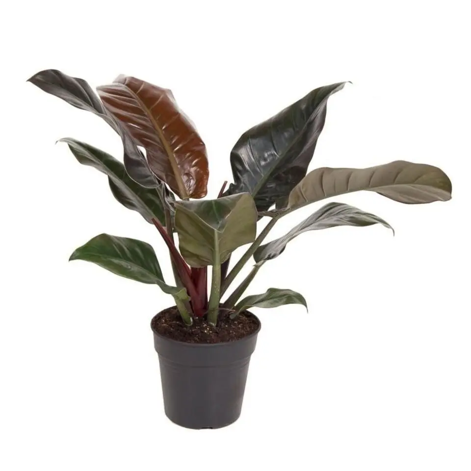 Philodendron - Philodendron 'Imperial Red' - Hoogte 50cm - ⌀19cm