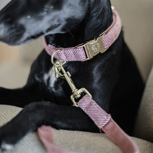 Kentucky Dogwear Hondenlijn Wool
