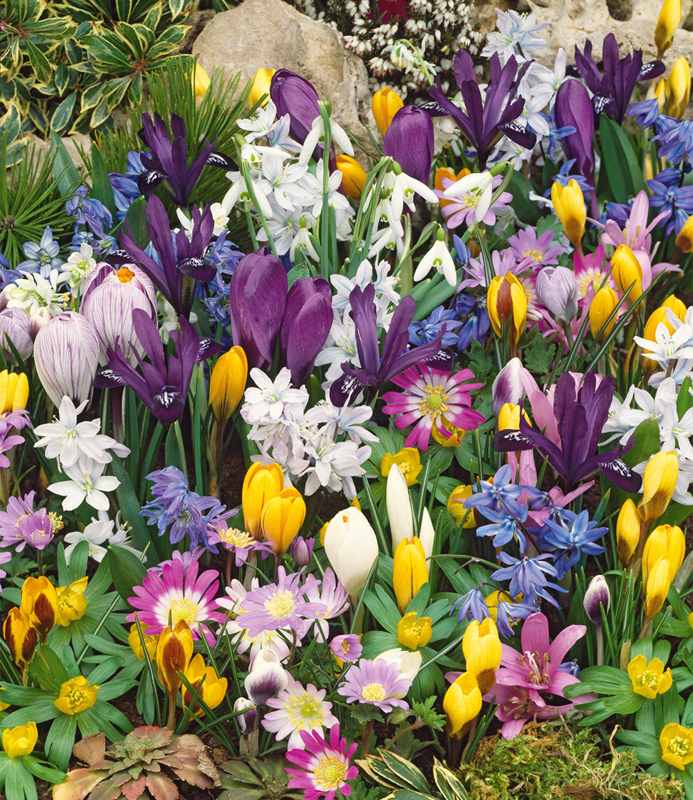 150er Blumenzwiebel-Mix zum Verwildern