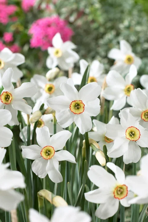 Narcissus poeticus 'Recurvus' Pinselilje 'Recurves'