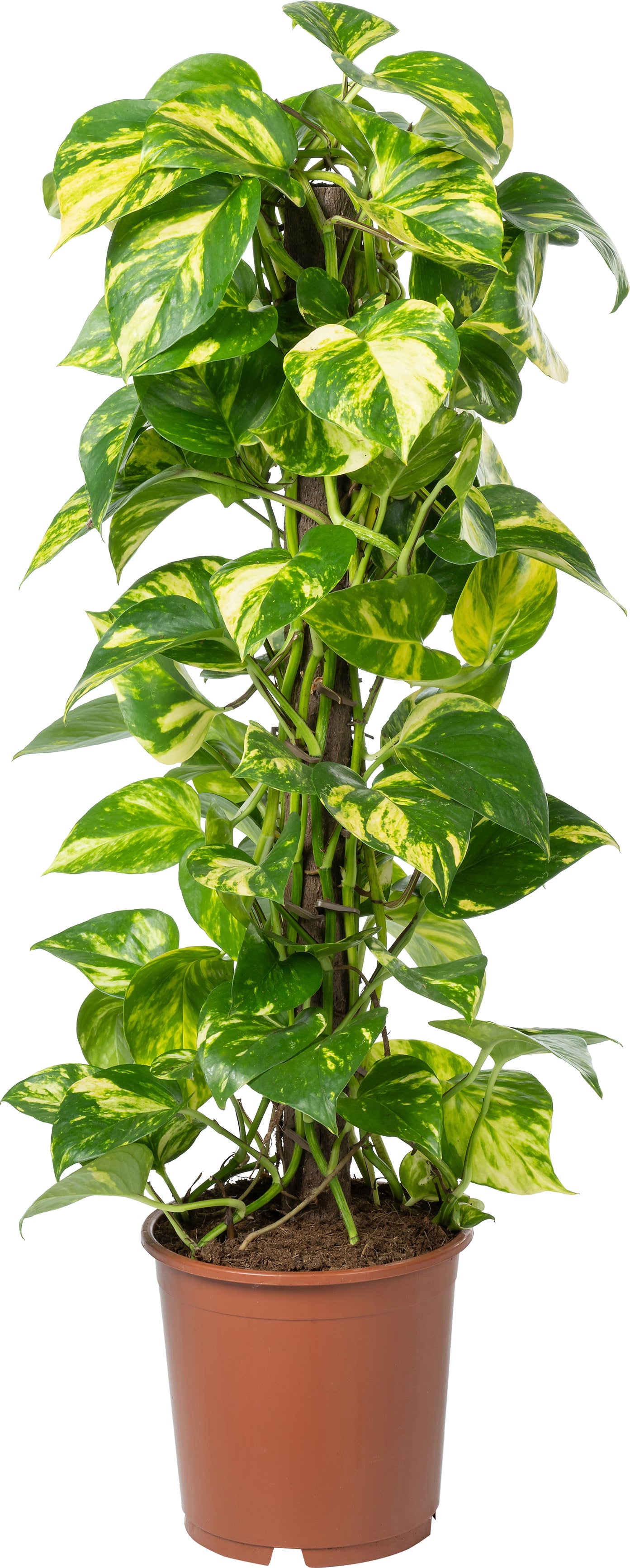 Kratiste duurzame klimstok D 6 H 120 cm