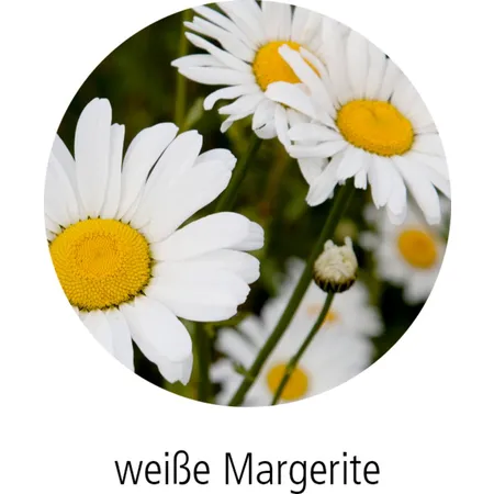 Die Spiegelburg Kleines Pflanzset Weiße Margerite - Fröhliche Tupfen