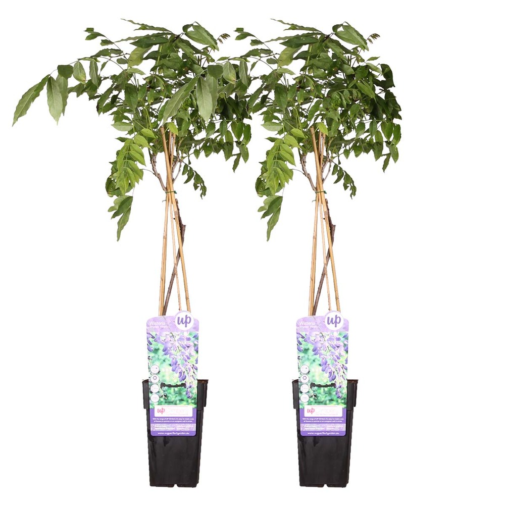 2x glycine prolifique – glycine – plante grimpante – facile d'entretien - ⌀15 cm - ↕60-70 cm