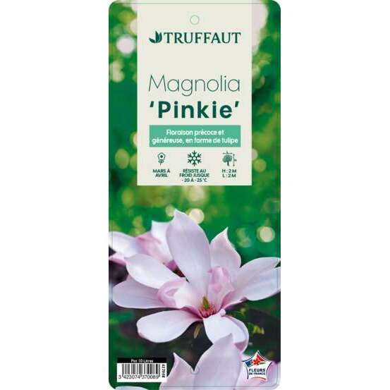 Magnolia x Pinkie : conteneur de 10 L