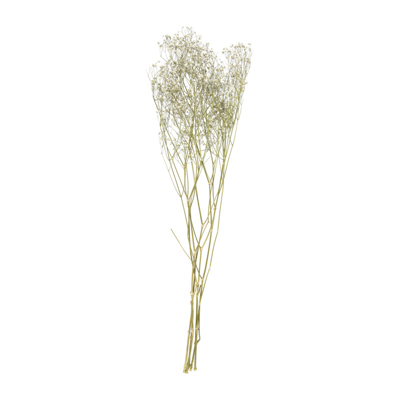 Droogbloem gipskruid - wit - 60 cm