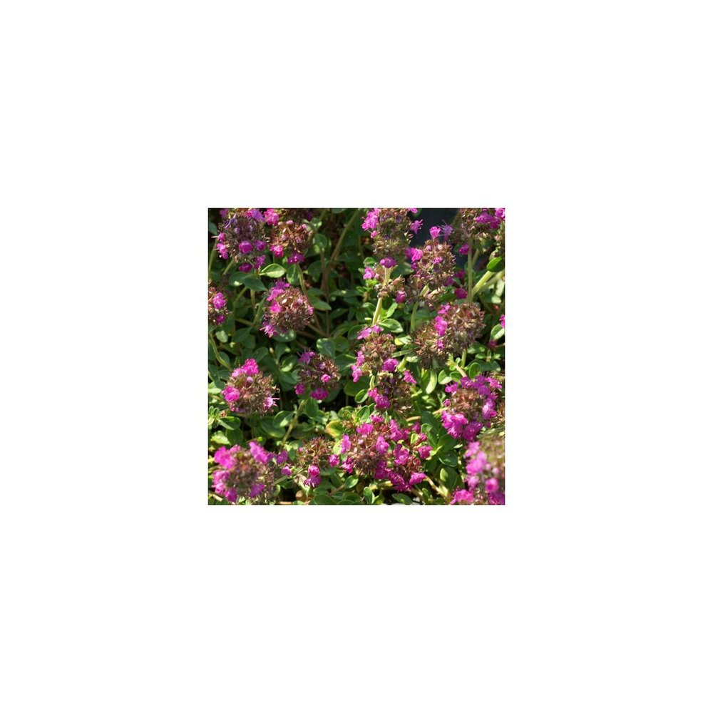 Thym précoce praecox coccineus/thymus praecox coccineus[-]godet