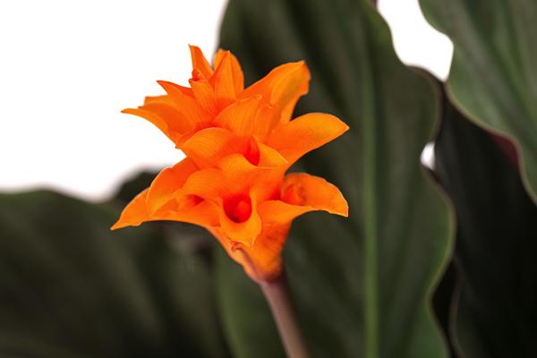 Korbmarante - Calathea crocata