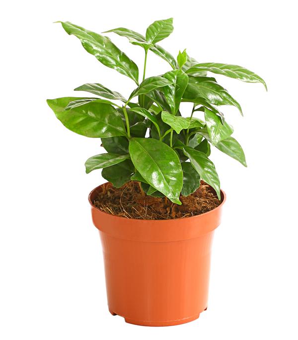 Kaffeepflanze - Coffea arabica
