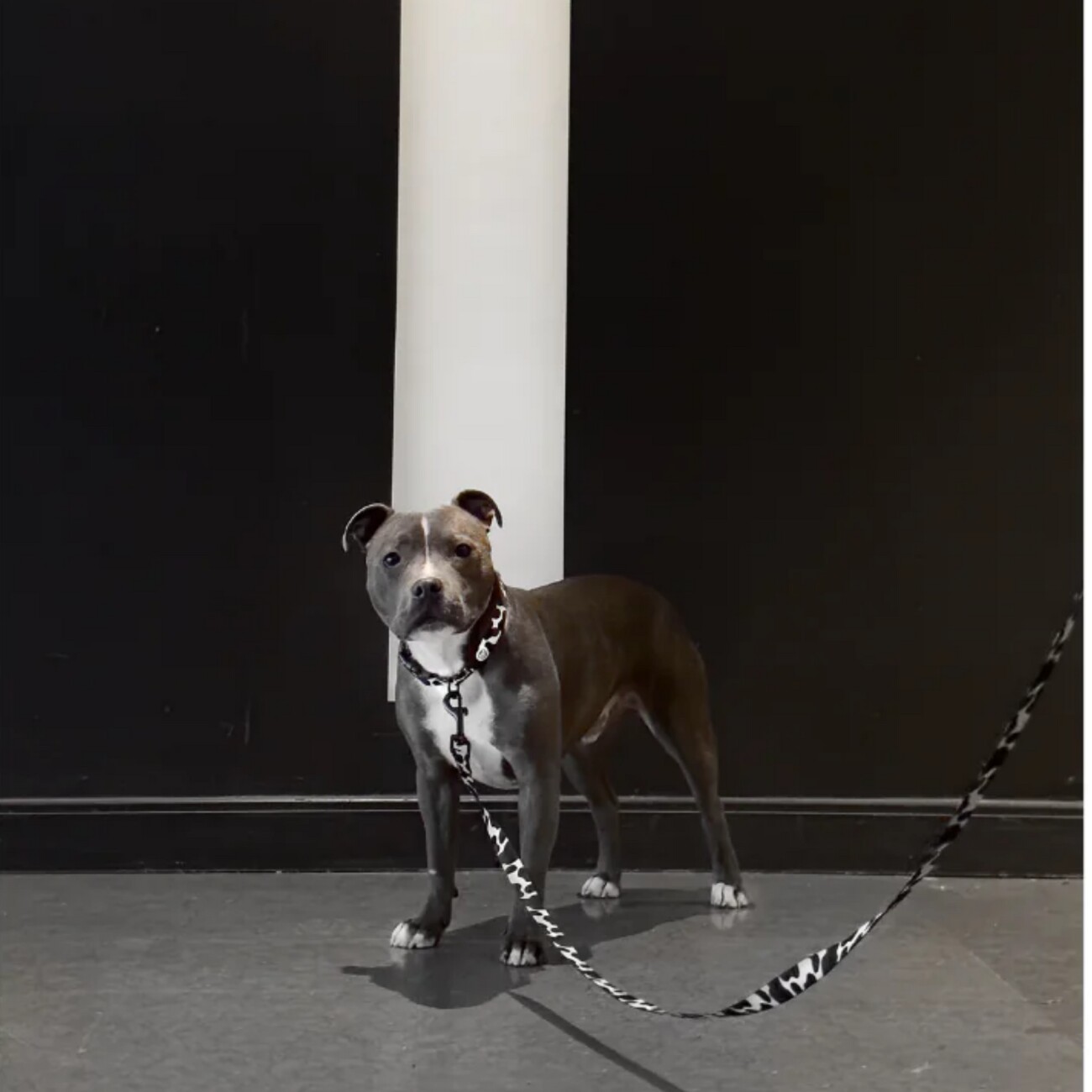Barkalot Hundehalsband-Auslaufset weiß/ schwarz S