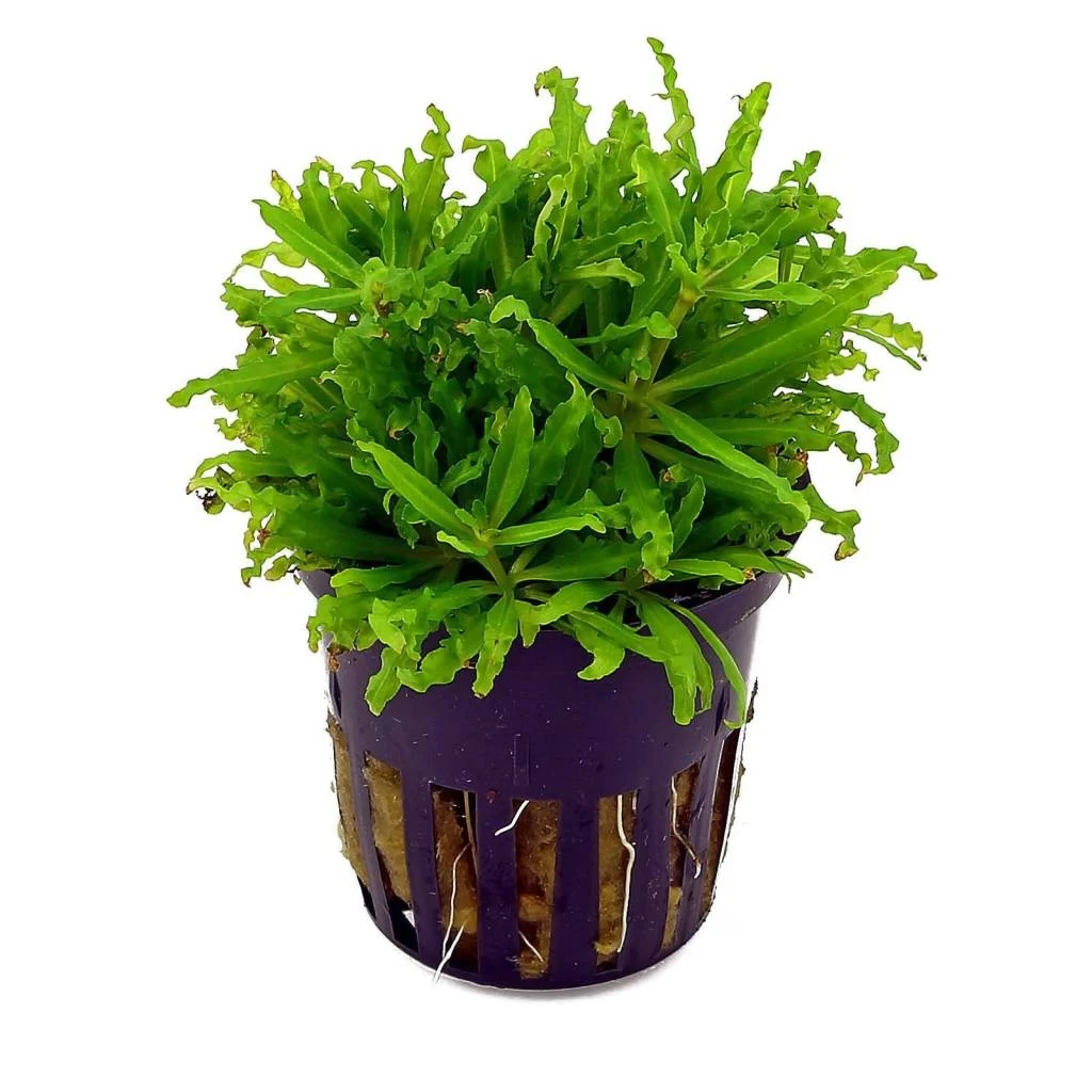 AquastoreXL Plantenpakket Medium 1 | Aquariumplanten