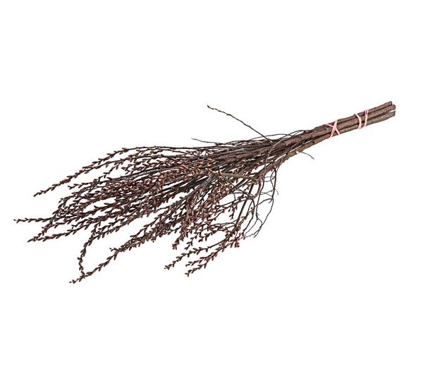 Sumpfkätzchen-Bund, ca. 80-100 cm