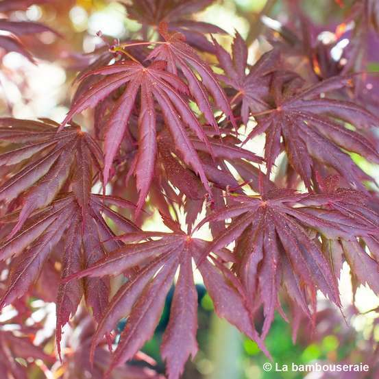 Acer palmatum Trompenburg :C7L h.60/80cm