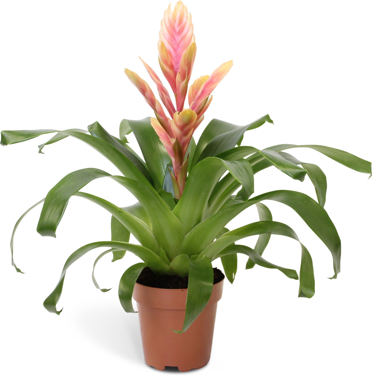 Vriesea (Vriesea 'Intenso Salmon') D 12 H 45 cm