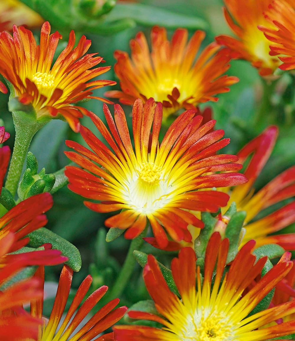 Winterharte Eisblumen 'Wheels of Wonder®' 5er Farbmix