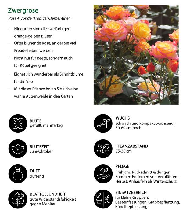 Zwergrose 'Tropical Clementine®'