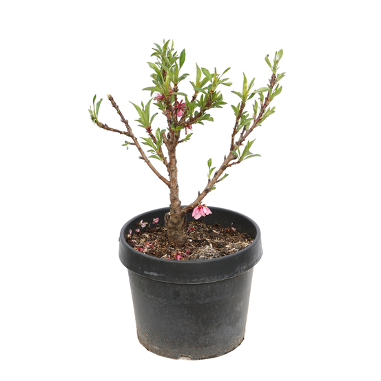 Nectarinier nain 'Nectarella®' : Pot 7,5L