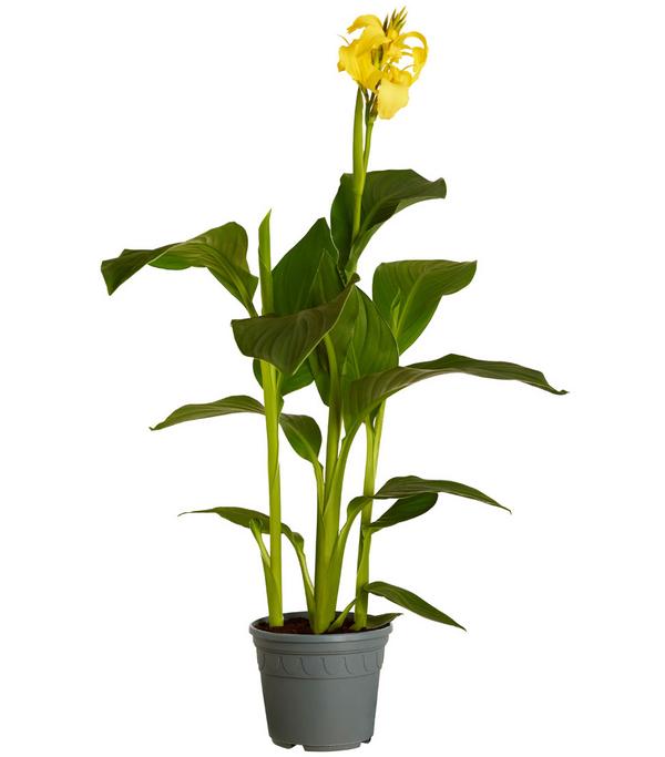 Indisches Blumenrohr, verschiedene Sorten
