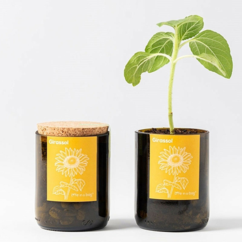 Kit bouteille prêt à pousser tournesol