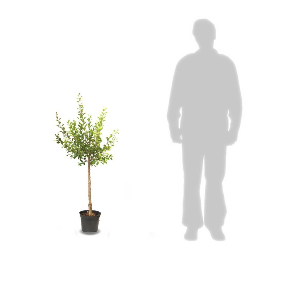 Pommier pumila golden delicious/malus pumila golden delicious[-]pot de 10l - gobelet 2 ans