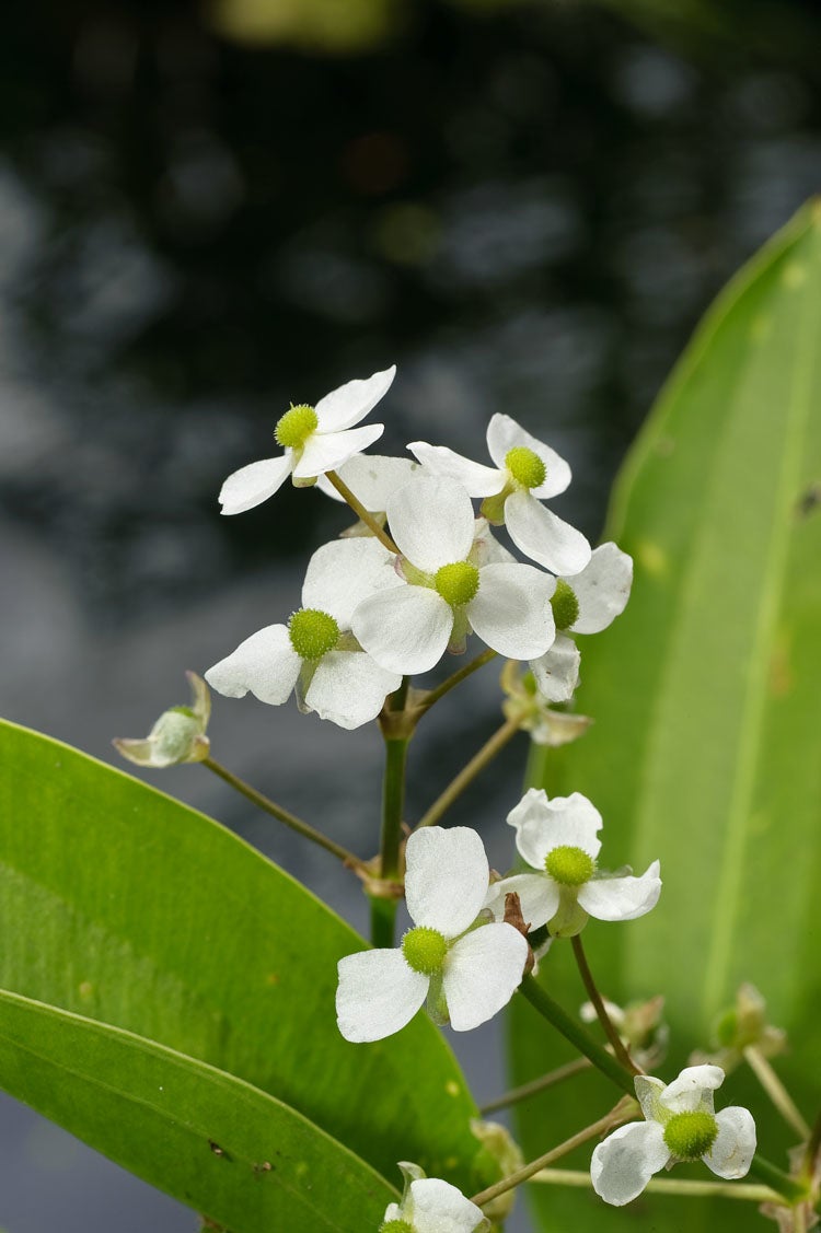 Pijlkruid (Sagittaria graminea) D 9 H 20 cm