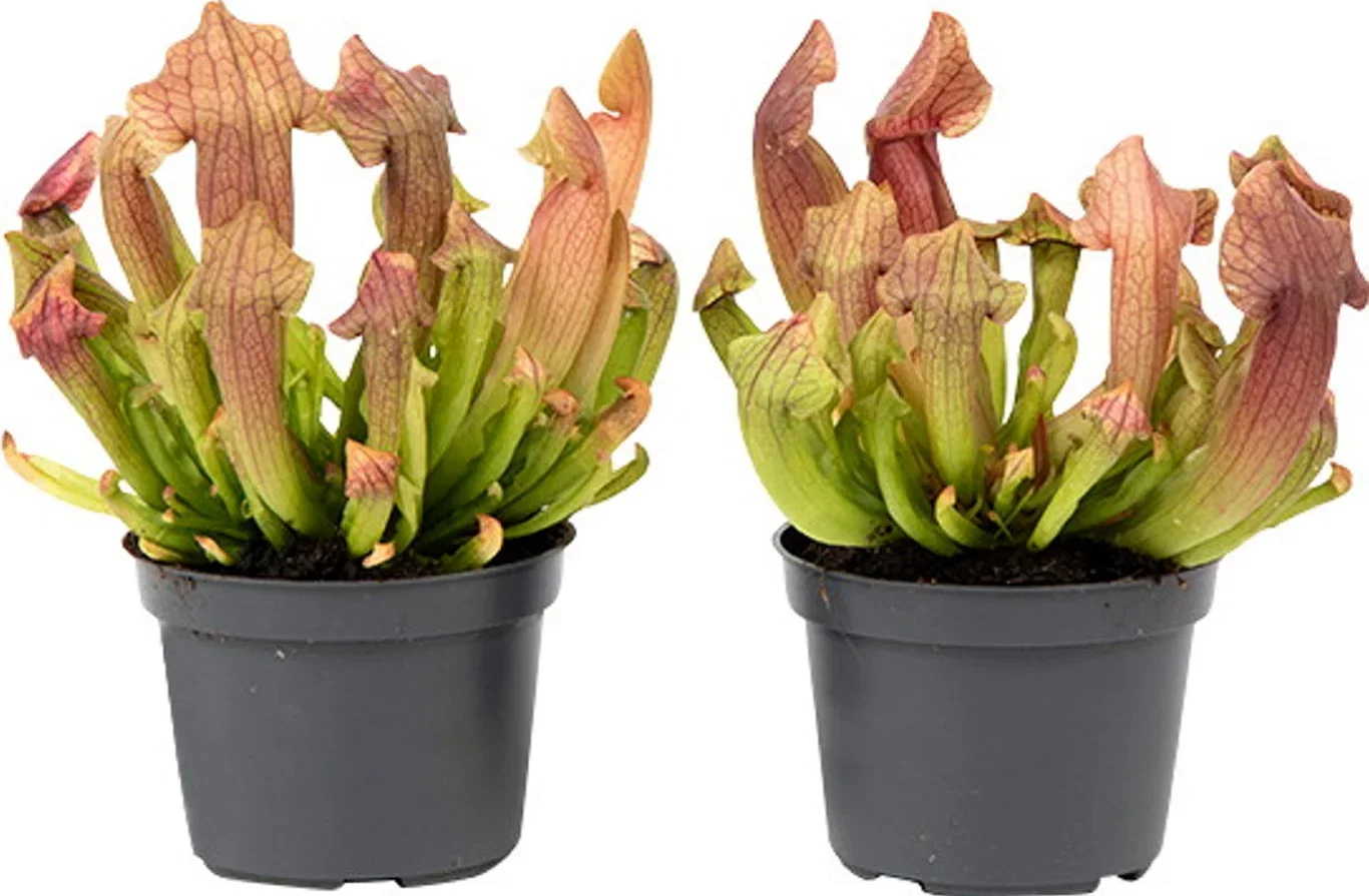 Sarracenia Flytrompet Høyde 35 cm