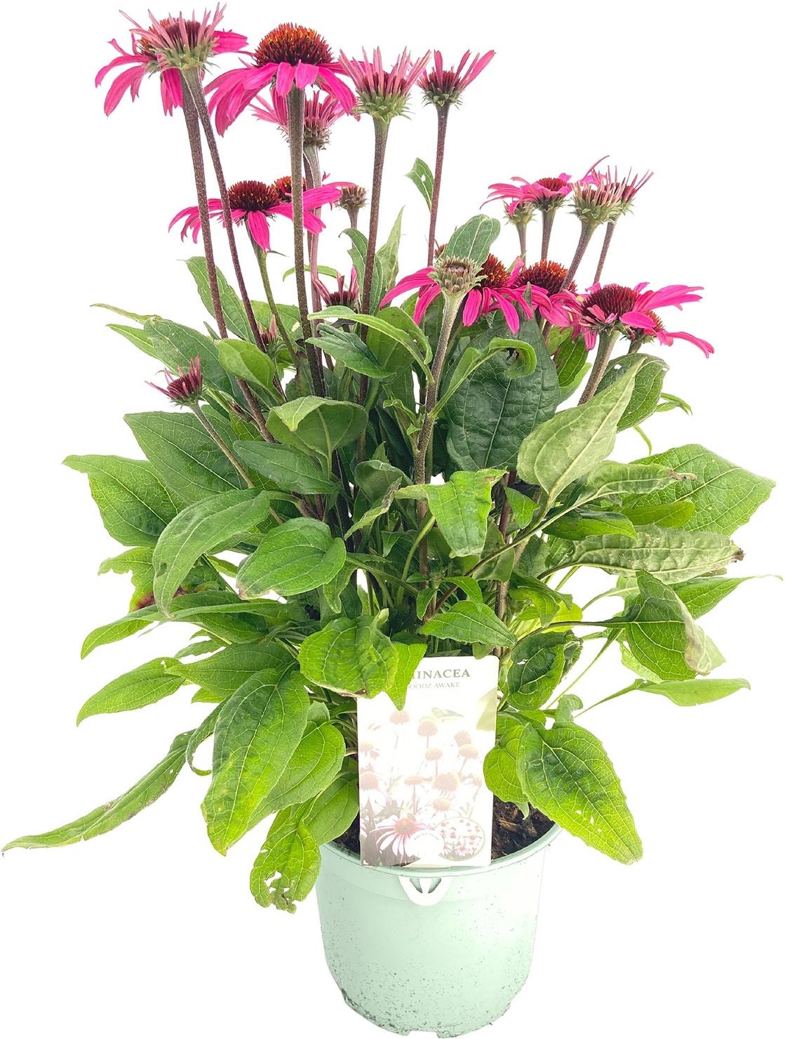 Zonnehoed (Echinacea purpurea 'SunSeekers Purple Candy') D 17 H 35 cm