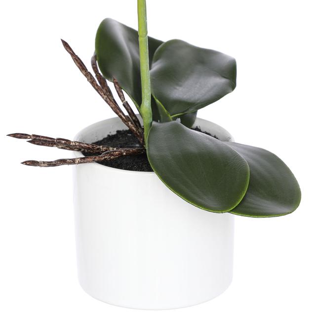 Orchidee Phalaenopsis im weißen Keramiktopf, 40 cm