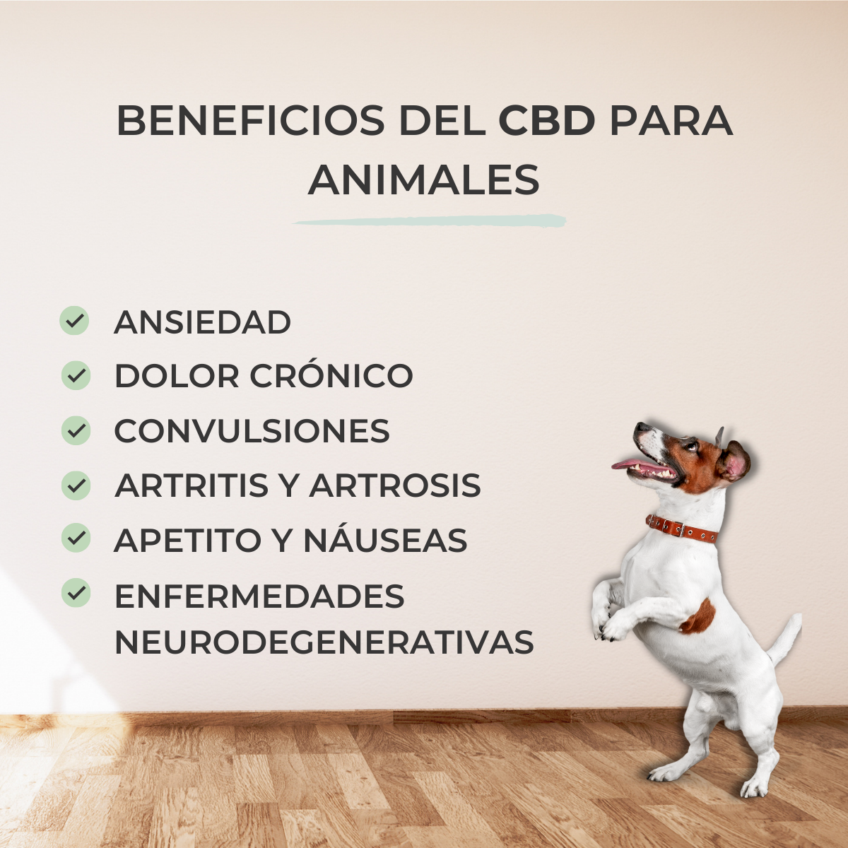 Óleo de CBD FEEL COCOA 5% PARA ANIMAIS DE ESTIMAÇÃO