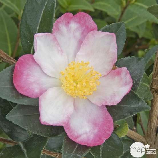 Camellia 'Rainbow' : H 40/50 cm, ctr 4 Litres