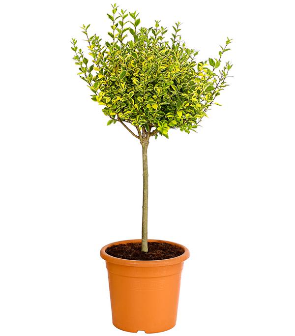 Gold-Liguster 'Aureum'