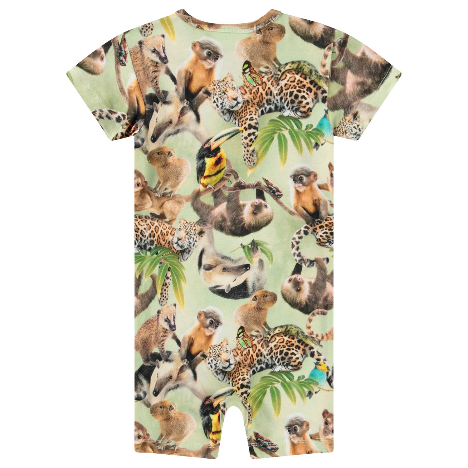 Finn - Jungle Cubs
