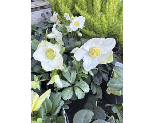 Kerstroos, Helleborus niger 'Christmas Carol' FloraSelf Ø 9 cm pot