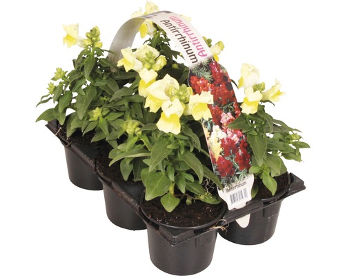 Bloeiende perk- en balkonplanten, 6-pack FloraSelf: Portulaca, Tagetes, Lobelia, Impatiens, Begonia, Alyssum