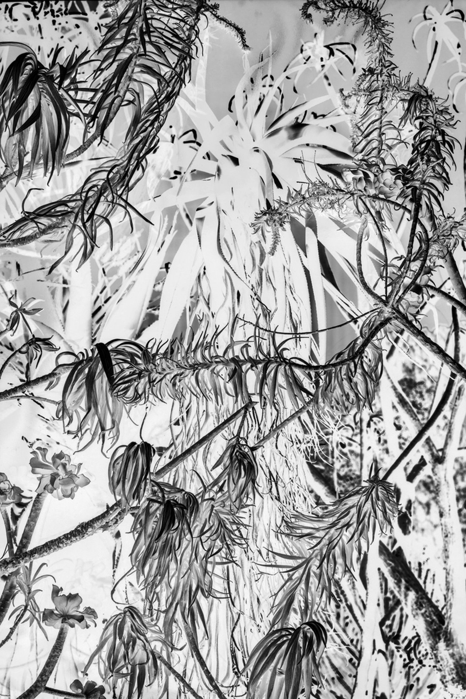 DSC1809.1.BW by Robert Bonk - Limited Edition. Edition of: 150. Signed.