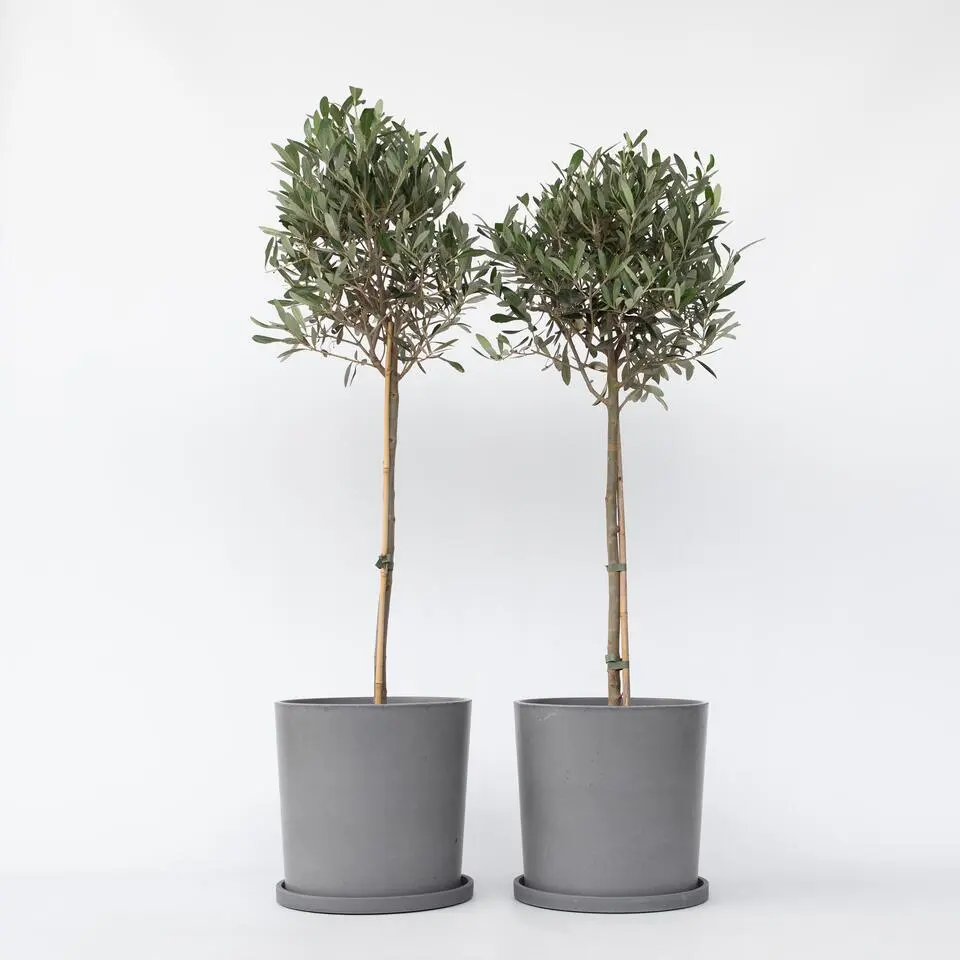 Olijfboom - Set van 2 - Olea europaea - Hoogte 90-100cm - ⌀21cm