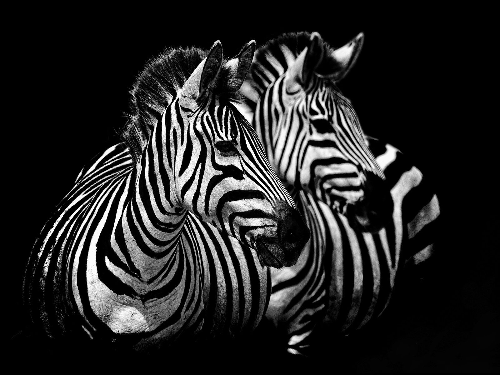 Twins by Claudio Gotsch - Limited Edition. Edition of: 150. Signed.