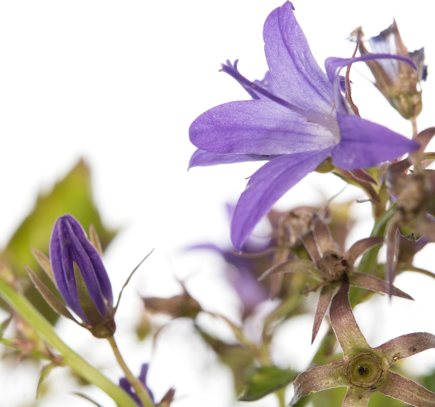 Klokjesbloem (Campanula garganica) D 11 H 10 cm